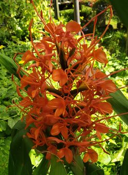 Palani Scarlet Ginger, Mark Collins Scarlet Ginger (Red-Orange), Hedychium coccineum 'Palani', H. coccineum 'Mark Collins Form'